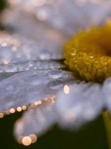 Preview wallpaper daisy, flower, drops, close-up