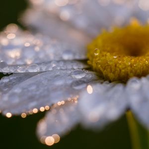 Preview wallpaper daisy, flower, drops, close-up