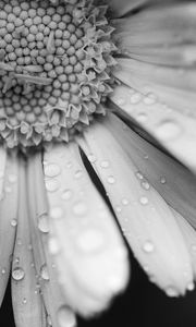 Preview wallpaper daisy, flower, drops, macro