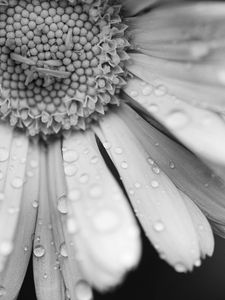 Preview wallpaper daisy, flower, drops, macro