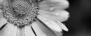 Preview wallpaper daisy, flower, drops, macro