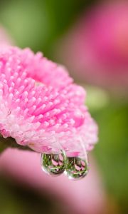 Preview wallpaper daisy, flower, drops, macro, water