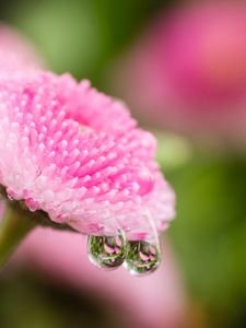 Preview wallpaper daisy, flower, drops, macro, water