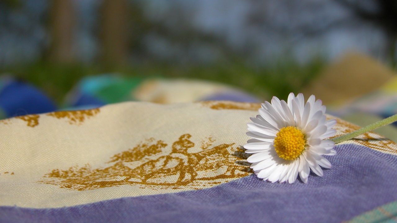 Wallpaper daisy, flower, fabric, nature