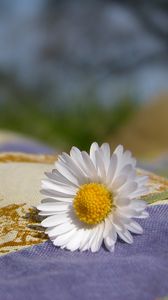 Preview wallpaper daisy, flower, fabric, nature