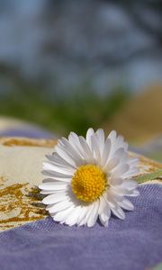 Preview wallpaper daisy, flower, fabric, nature