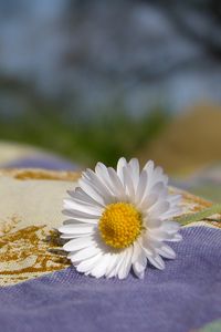 Preview wallpaper daisy, flower, fabric, nature
