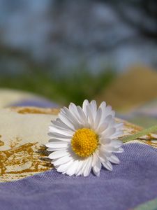 Preview wallpaper daisy, flower, fabric, nature