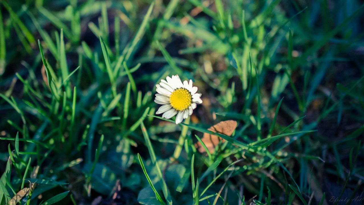 Wallpaper daisy, flower, grass