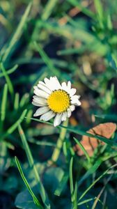 Preview wallpaper daisy, flower, grass