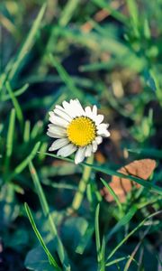 Preview wallpaper daisy, flower, grass