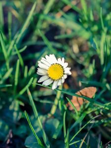 Preview wallpaper daisy, flower, grass