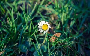 Preview wallpaper daisy, flower, grass