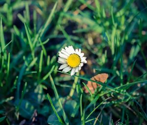 Preview wallpaper daisy, flower, grass