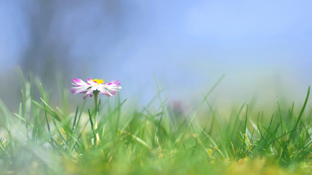 Wallpaper daisy, flower, grass, meadow, blurred