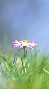 Preview wallpaper daisy, flower, grass, meadow, blurred