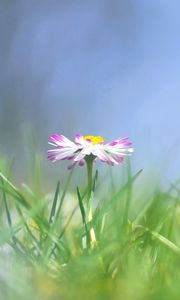 Preview wallpaper daisy, flower, grass, meadow, blurred