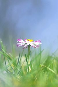 Preview wallpaper daisy, flower, grass, meadow, blurred