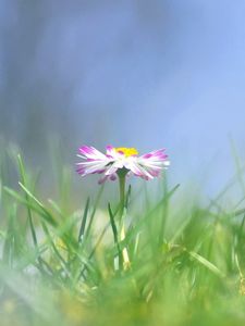 Preview wallpaper daisy, flower, grass, meadow, blurred