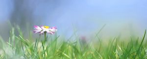 Preview wallpaper daisy, flower, grass, meadow, blurred