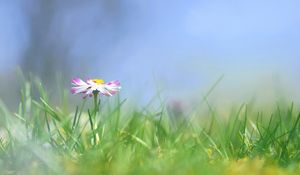 Preview wallpaper daisy, flower, grass, meadow, blurred