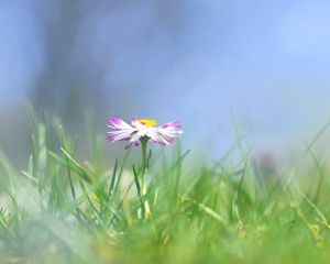 Preview wallpaper daisy, flower, grass, meadow, blurred