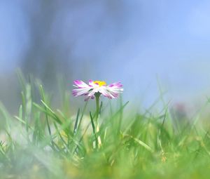 Preview wallpaper daisy, flower, grass, meadow, blurred