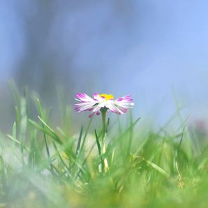 Preview wallpaper daisy, flower, grass, meadow, blurred