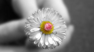 Preview wallpaper daisy, flower, hand, black white