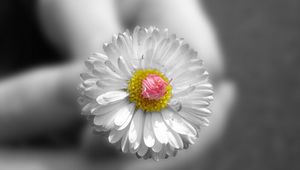 Preview wallpaper daisy, flower, hand, black white