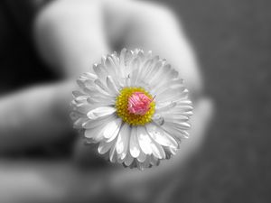 Preview wallpaper daisy, flower, hand, black white