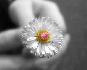 Preview wallpaper daisy, flower, hand, black white