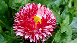 Preview wallpaper daisy, flower, leaves, herbs, drops, fresh, close-up