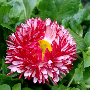 Preview wallpaper daisy, flower, leaves, herbs, drops, fresh, close-up