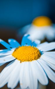 Preview wallpaper daisy, flower, light, petals