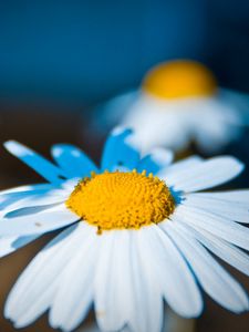 Preview wallpaper daisy, flower, light, petals