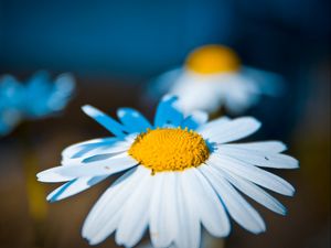 Preview wallpaper daisy, flower, light, petals