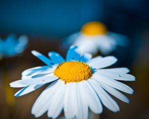 Preview wallpaper daisy, flower, light, petals