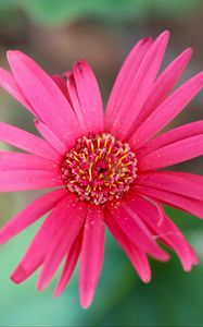 Preview wallpaper daisy, flower, macro, pollen, petals, pink