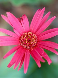 Preview wallpaper daisy, flower, macro, pollen, petals, pink
