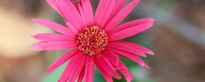 Preview wallpaper daisy, flower, macro, pollen, petals, pink