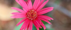 Preview wallpaper daisy, flower, macro, pollen, petals, pink