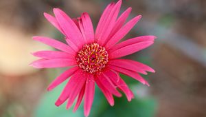 Preview wallpaper daisy, flower, macro, pollen, petals, pink