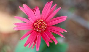 Preview wallpaper daisy, flower, macro, pollen, petals, pink
