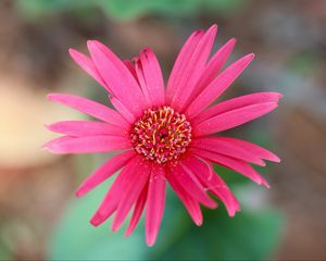 Preview wallpaper daisy, flower, macro, pollen, petals, pink