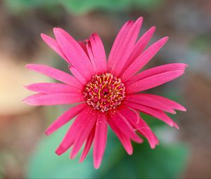 Preview wallpaper daisy, flower, macro, pollen, petals, pink