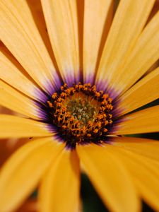 Preview wallpaper daisy, flower, macro, orange