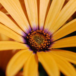 Preview wallpaper daisy, flower, macro, orange