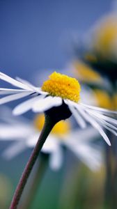 Preview wallpaper daisy, flower, macro, petals