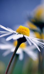 Preview wallpaper daisy, flower, macro, petals